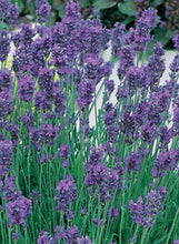 Load image into Gallery viewer, Lavender 'Munstead'