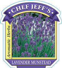Load image into Gallery viewer, Lavender 'Munstead'
