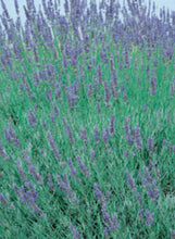 Load image into Gallery viewer, Lavender 'Provence'
