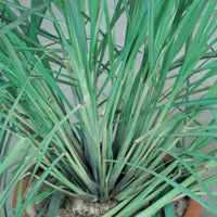 Load image into Gallery viewer, Lemon Grass