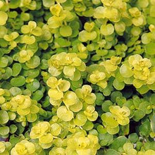 Load image into Gallery viewer, Lysimachia 'Goldilocks' Creeping Jenny