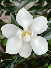 Load image into Gallery viewer, Magnolia grandiflora 'Little Gem'