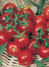 Load image into Gallery viewer, Tomato 'Matt's Wild Cherry'