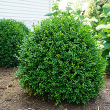 Load image into Gallery viewer, Buxus NewGen 'Freedom' Boxwood