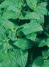 Load image into Gallery viewer, Mint 'Apple'