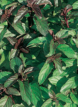 Load image into Gallery viewer, Mint Chocolate