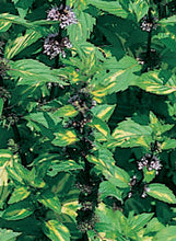 Load image into Gallery viewer, Mint "Ginger"