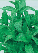 Load image into Gallery viewer, Mint "Peppermint"