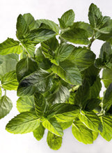 Load image into Gallery viewer, Mint 'Spearmint'