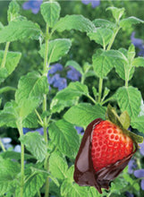Load image into Gallery viewer, Mint 'Strawberry'