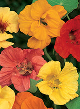 Load image into Gallery viewer, Nasturtium 'Jewel Mix'