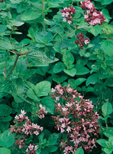 Load image into Gallery viewer, Oregano Greek