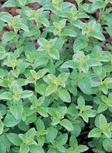 Load image into Gallery viewer, Oregano Italian