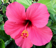Load image into Gallery viewer, Hibiscus Trees