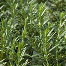 Load image into Gallery viewer, Rosmarinus officinalis 'Rosemary'