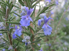 Load image into Gallery viewer, Rosmarinus officinalis 'Rosemary'