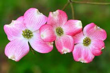 Load image into Gallery viewer, Cornus florida 'Rubra' Pink Dogwood