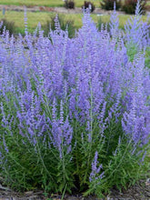 Load image into Gallery viewer, Perovskia atripliifolia 'Russian Sage'