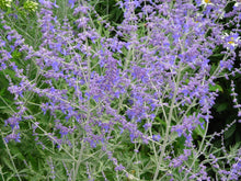 Load image into Gallery viewer, Perovskia atripliifolia 'Russian Sage'