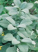 Load image into Gallery viewer, Sage Berggarten