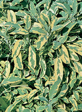 Load image into Gallery viewer, Sage 'Golden'