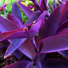 Load image into Gallery viewer, Setcreasea "Purple Queen"