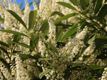 Load image into Gallery viewer, Prunus laurocerasus 'Schipkaensis’ Skip Laurel