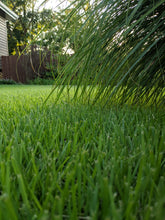 Load image into Gallery viewer, Tall Fescue Sod (10 Square Foot Roll)