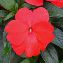 Load image into Gallery viewer, New Guinea Impatiens 'Sonic Red' Hanging Basket