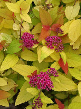 Load image into Gallery viewer, Spiraea "Double Play Candy Corn"