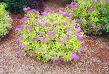 Load image into Gallery viewer, Spiraea japonica 'Gold Mound'