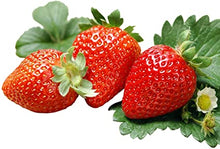 Load image into Gallery viewer, Strawberry "World's Best Tasting"