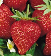 Load image into Gallery viewer, Strawberry "Ozark Beauty"