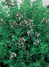 Load image into Gallery viewer, Thyme 'English'