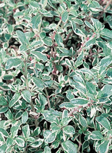Load image into Gallery viewer, Thyme 'Silver-Edge'