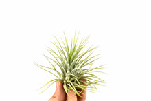Load image into Gallery viewer, Tillandsia 'Air Plants'