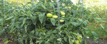 Load image into Gallery viewer, Cedar Ridge Square Tomato Cage
