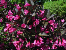Load image into Gallery viewer, Weigela florida 'Wine & Roses'