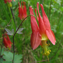 Load image into Gallery viewer, Aquilegia canadensis "Red Columbine"