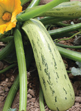 Load image into Gallery viewer, Squash 'Bossa Nova Zucchini'