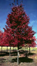 Load image into Gallery viewer, Acer rubrum 'Brandywine' Maple