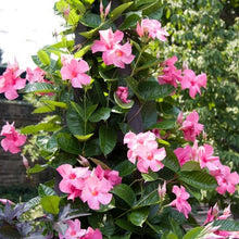 Load image into Gallery viewer, Mandevilla 'Alice Dupont' & Trellis