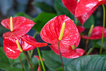 Load image into Gallery viewer, Anthurium 'Flamingo Flower'