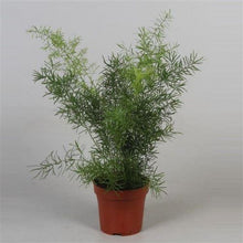Load image into Gallery viewer, Asparagus Fern Sprengeri