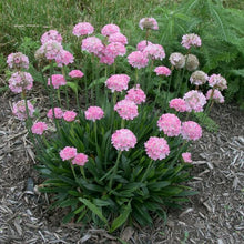 Load image into Gallery viewer, Armeria dreameria 'Daydream'