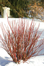 Load image into Gallery viewer, Cornus sericea 'Arctic Fire' Dogwood