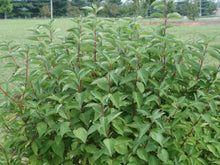 Load image into Gallery viewer, Cornus sericea 'Arctic Fire' Dogwood