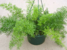Load image into Gallery viewer, Asparagus Fern Sprengeri