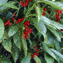 Load image into Gallery viewer, Aucuba japonica 'Variegata'
