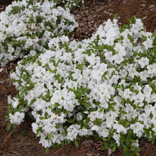 Load image into Gallery viewer, Azalea Encore "Autumn Angel"